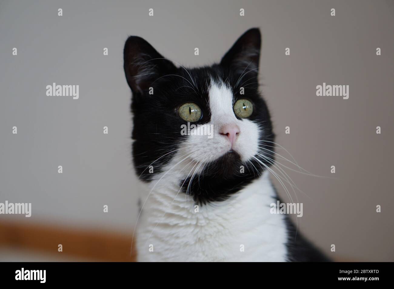 Gatto Maschio Bianco E Nero Foto Stock