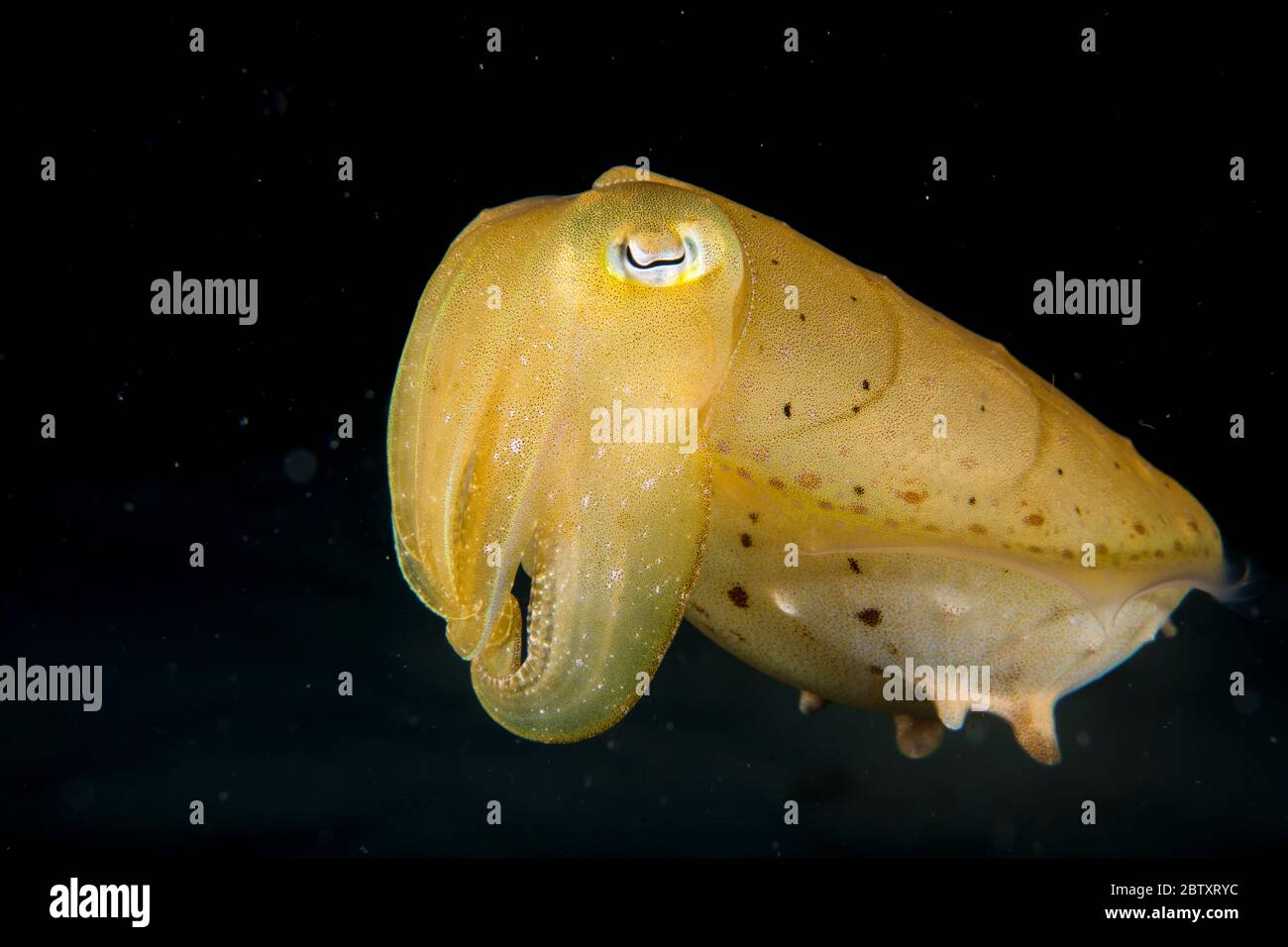 Una seppia giovanile di un ampio club con sfondo nero, a Mabul Island, Sabah, Borneo, Malesia. Foto Stock