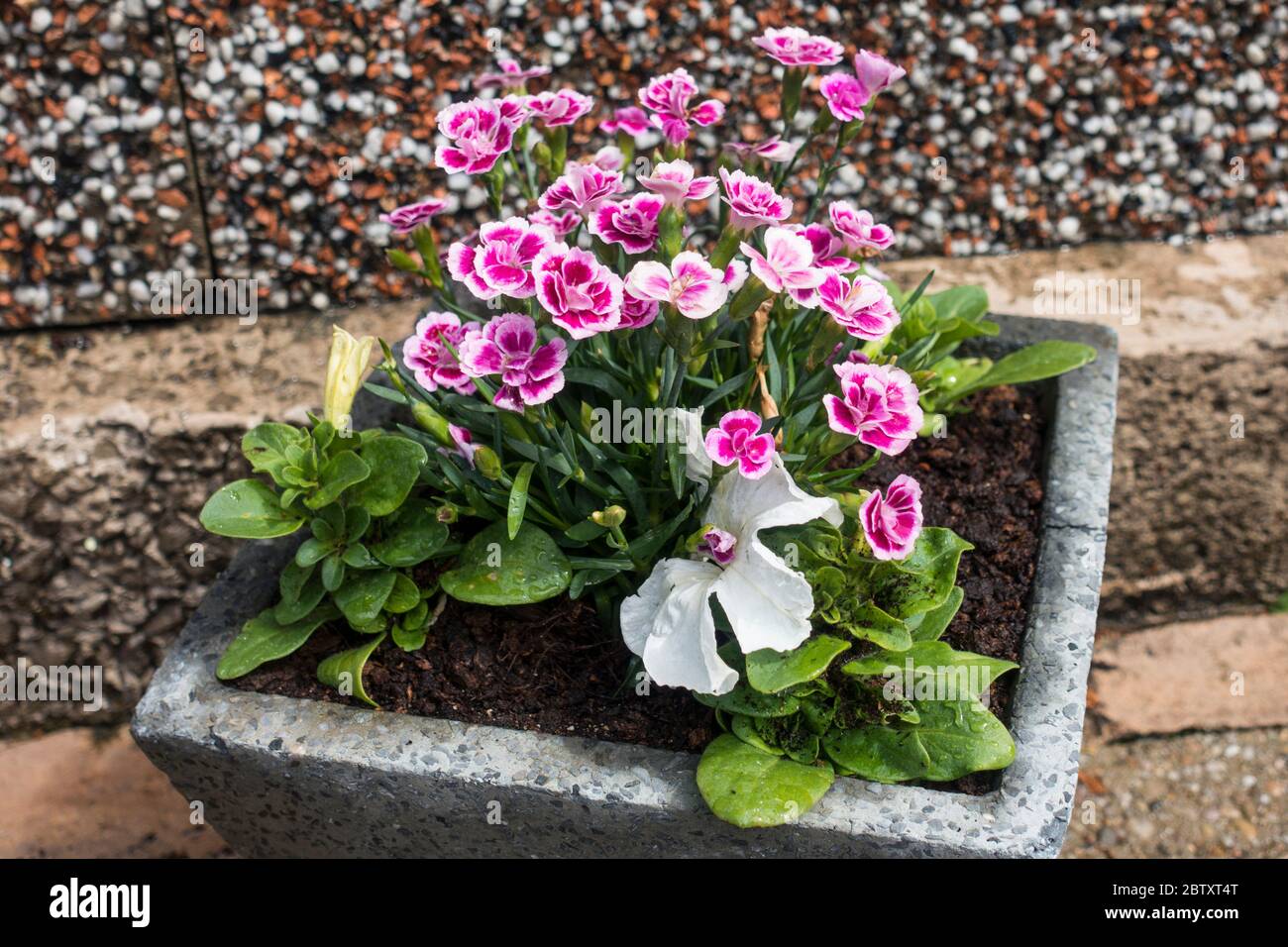 Garofani in miniatura (Dianthus caryophyllus) in un vaso di pietra. Foto Stock