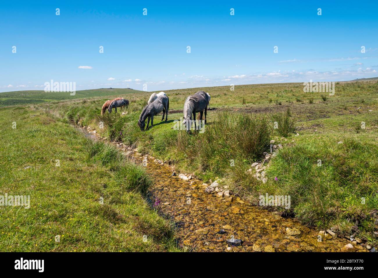 Devonport Leat fu costruito nel 1790 per trasportare acqua potabile da Dartmoor ai cantieri di Plymouth. Dartmoor National Park, Devon, Inghilterra, Regno Unito Foto Stock