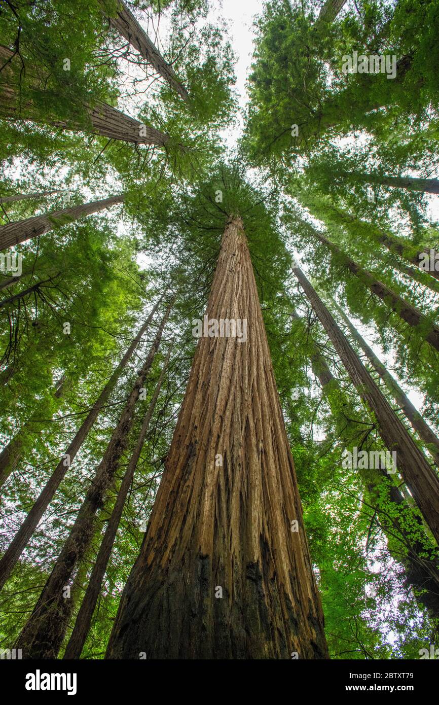 Guardando su un enorme albero di sequoie della California (sequoie della costa) in Humboldt state Park, California, Stati Uniti. Foto Stock