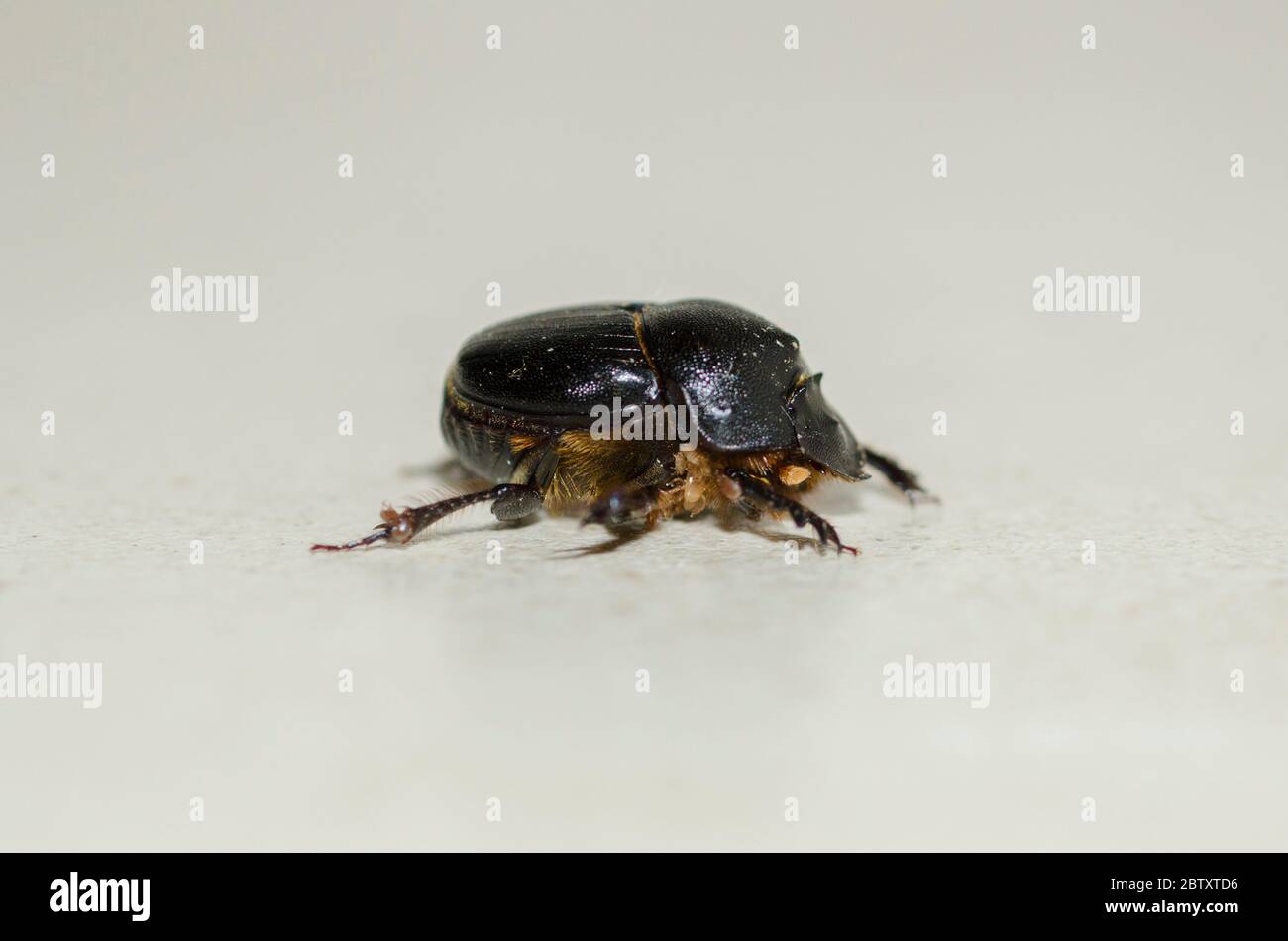 Dung Beetle, Famiglia Scarabaeidae, con acari coreici, classe Arachnidai, Klungkung, Bali, Indonesia Foto Stock
