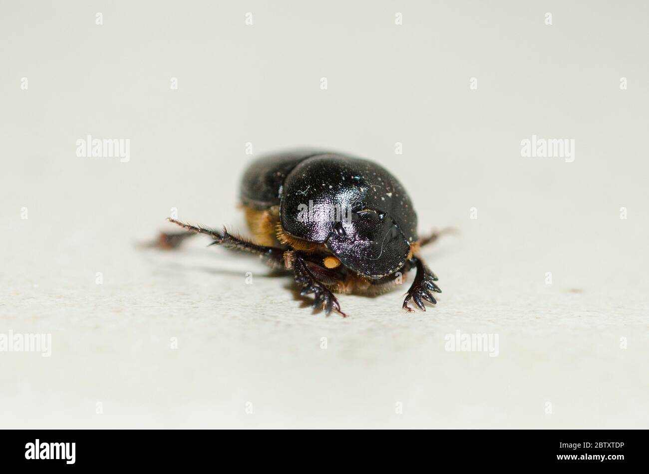 Dung Beetle, Famiglia Scarabaeidae, con acari coreici, classe Arachnidai, Klungkung, Bali, Indonesia Foto Stock