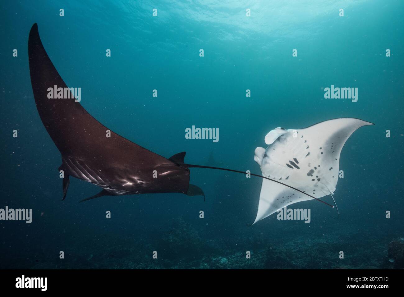 Una manta nera (Manta alfredi) che nuota accanto a una manta bianca a Nusa Penida, Bali, Indonesia. Foto Stock