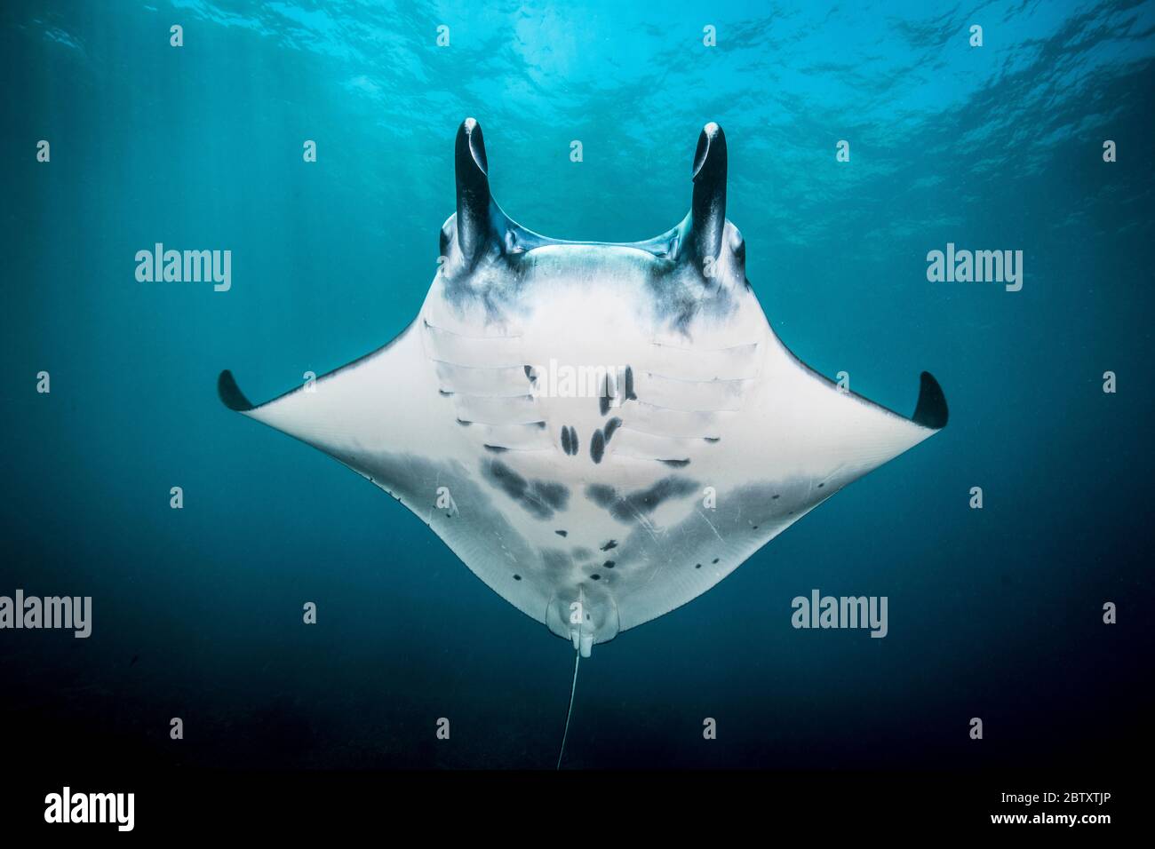 Una manta (Manta alfredi) che nuota verso la macchina fotografica con le sue ali leggermente piegate e la sua pancia visibile, a Nusa Penida, Bali, Indonesia. Foto Stock