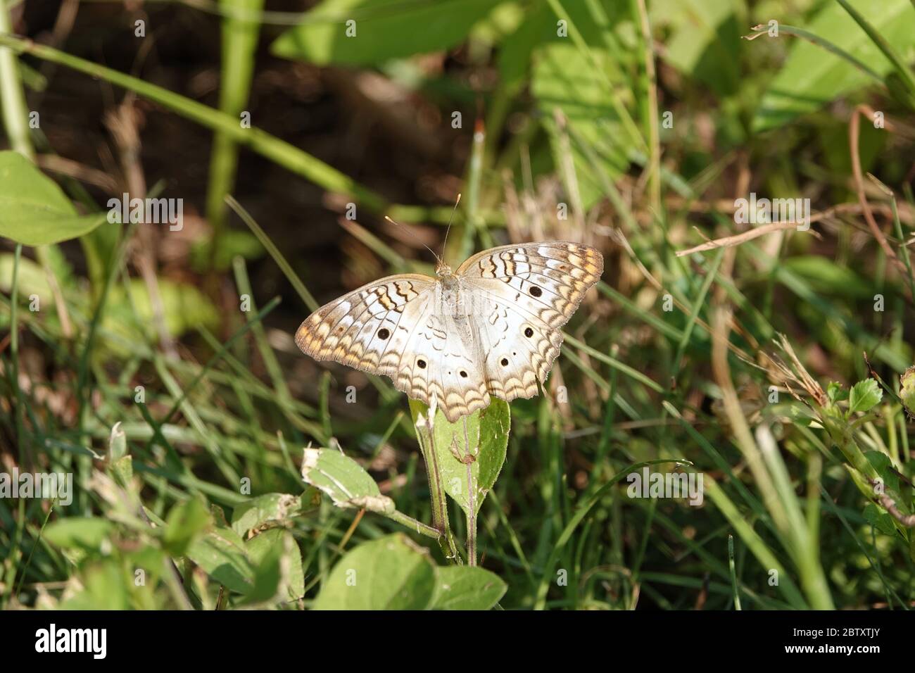 Anartia jatrophae - farfalla bianca di pavone Foto Stock
