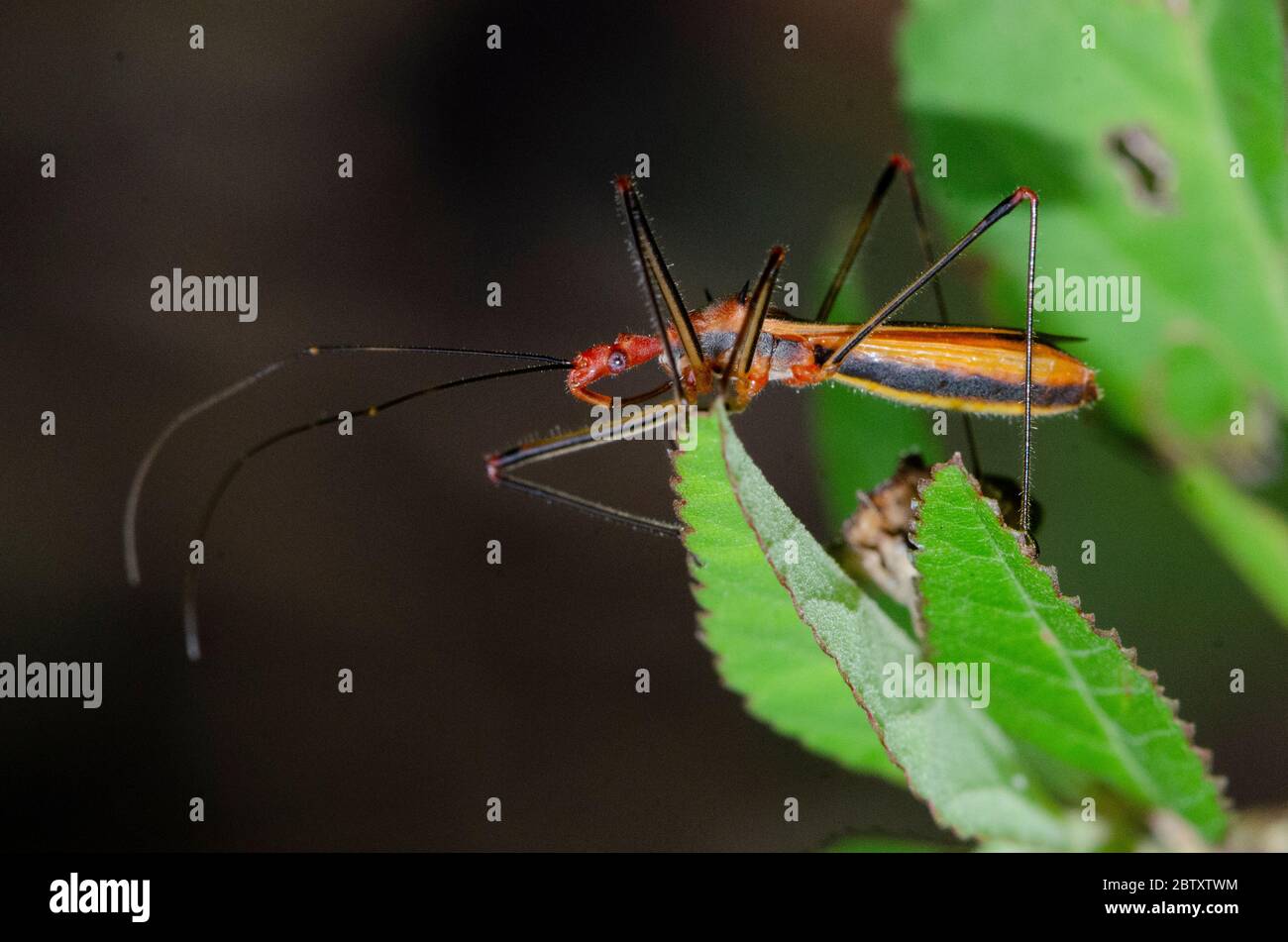 Assassin Bug, famiglia Reduviidae, su foglia, Weda, Halmahera, Indonesia Foto Stock