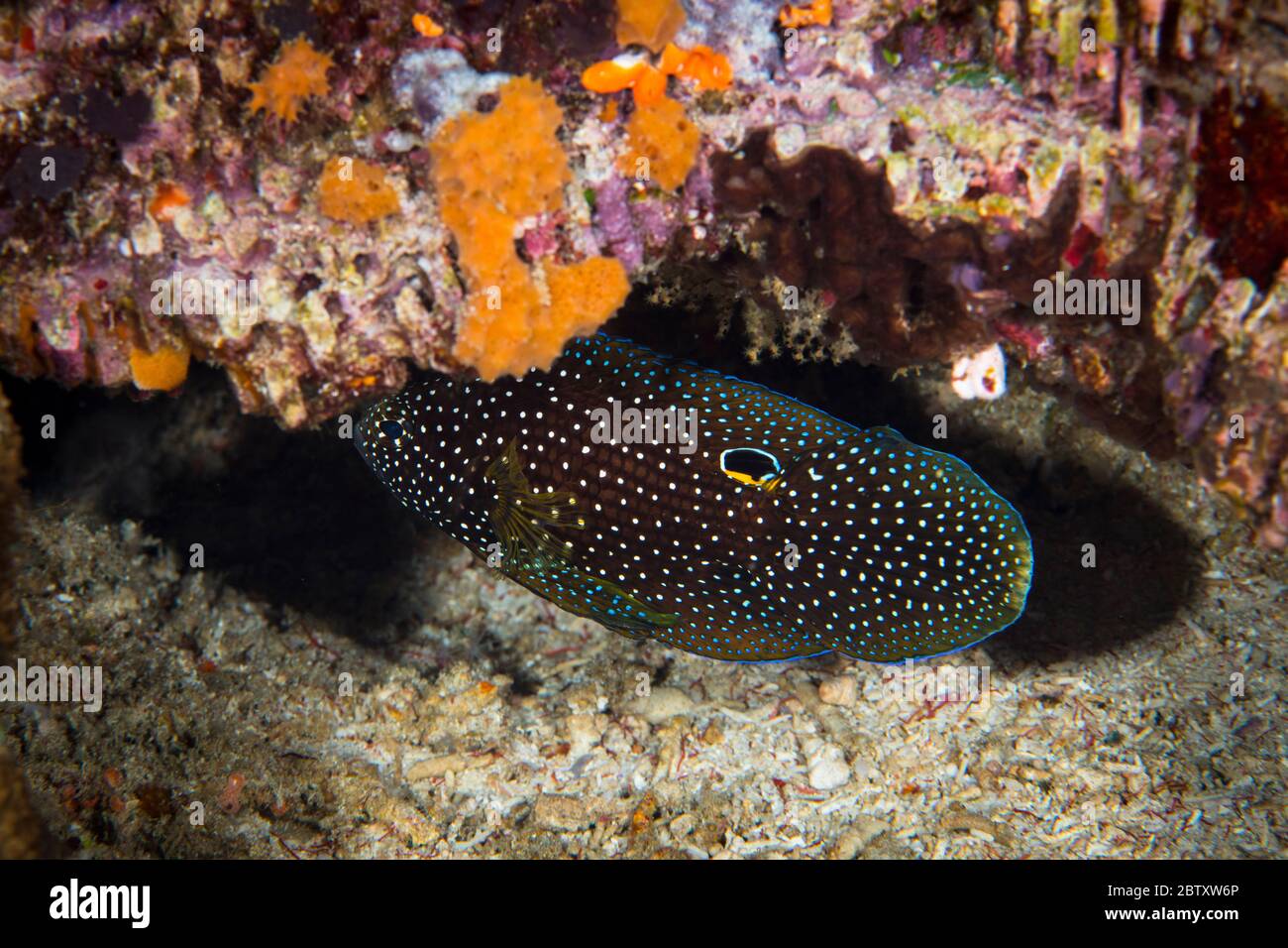 Un pesce cometa nascosto in un'insenatura rocciosa su una barriera corallina a Nusa Penida, Bali, Indonesia. La coda e il punto di coda imitano un'anguilla murena. Foto Stock