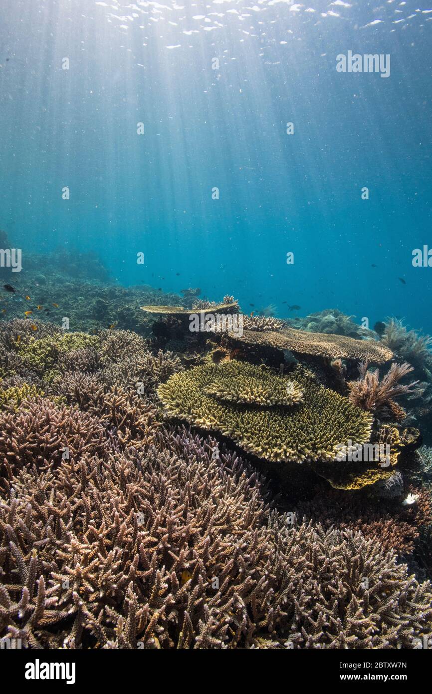Corallo duro e incontaminato nelle acque basse illuminate dal sole di Gindang, Parco Nazionale di Komodo, Indonesia. Foto Stock