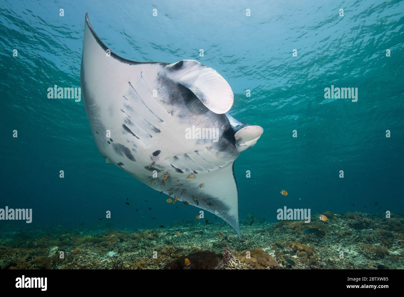 Un raggio di manta nuota sopra una "stazione di pulizia" con molti pesci farfalla che puliscono la pancia e le branchie, all'Isola di Mawan, al Parco Nazionale di Komodo, Indonesia Foto Stock
