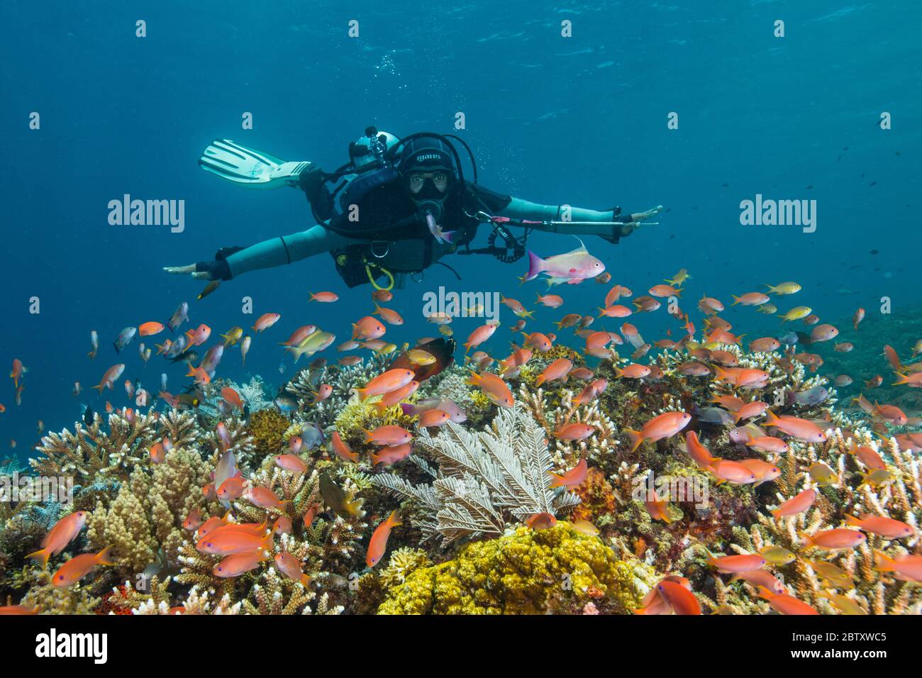 Un subacqueo che nuota sulla barriera corallina con le braccia sparse e un sacco di pesci arancio in primo piano a Mawan Island, Komodo, Indonesia Foto Stock