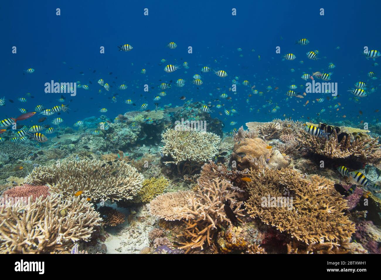 Una barriera corallina incontaminata con una grande aggregazione di gabbie sergenti che nuotano sopra, al Parco Nazionale di Komodo, Indonesia. Foto Stock