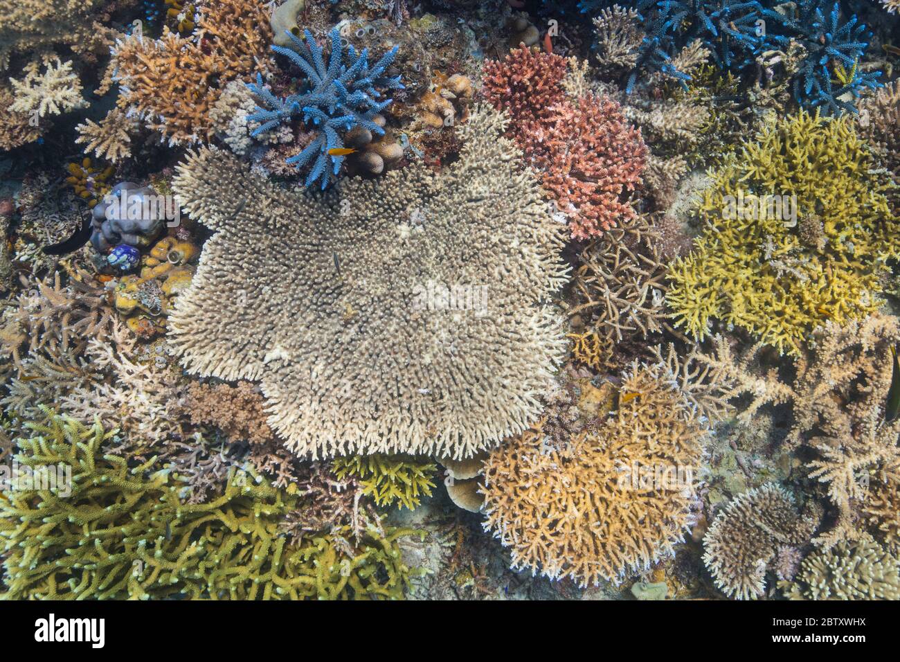 Una foto astratta di coralli duri bellissimi, incontaminati e colorati nel Parco Nazionale di Komodo, Indonesia. Foto Stock