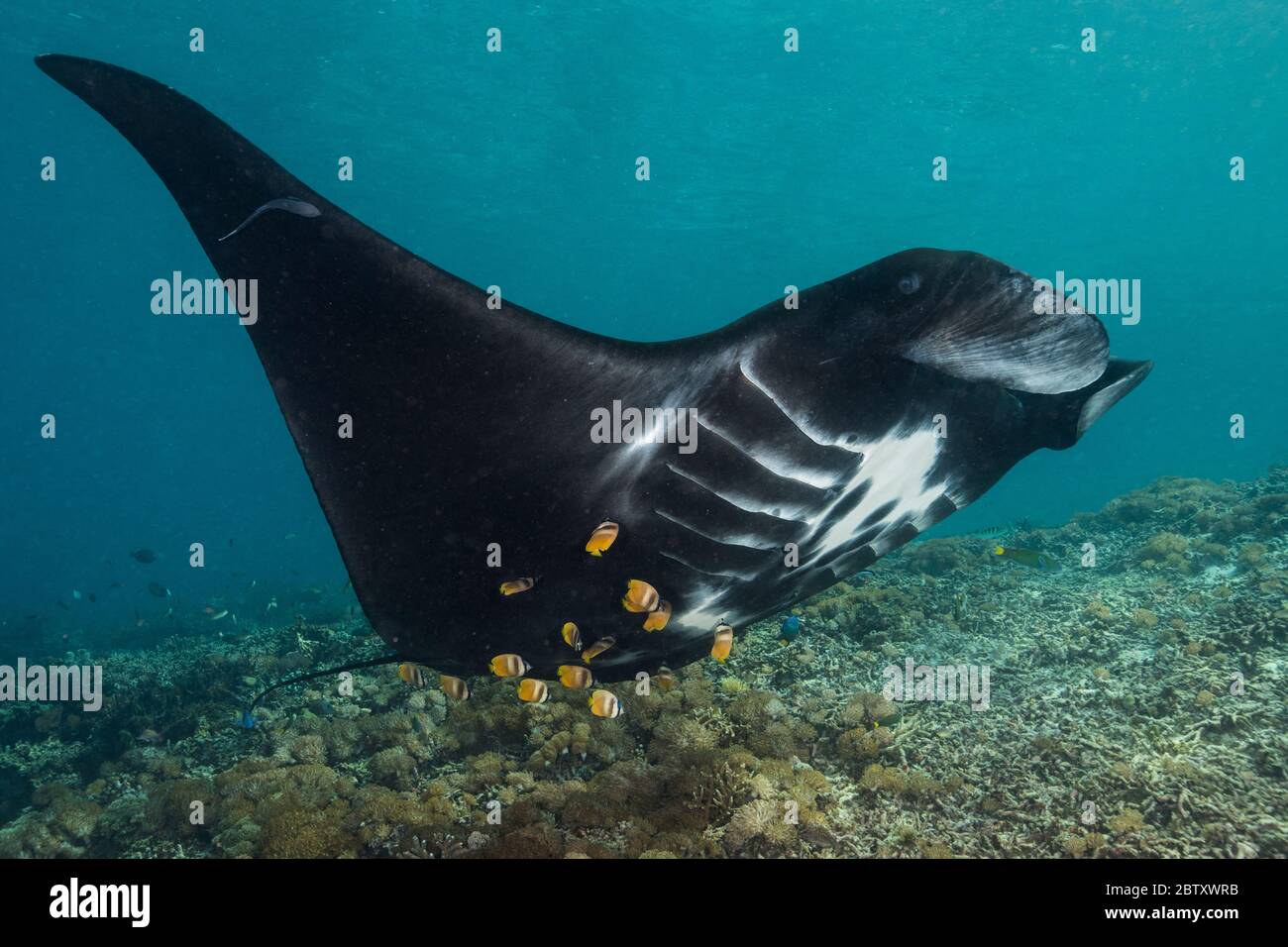 Una grande manta nera che viene pulita da molti pesci farfalla in una "stazione di pulizia" all'Isola di Mawan, Parco Nazionale di Komodo, Indonesia. Foto Stock