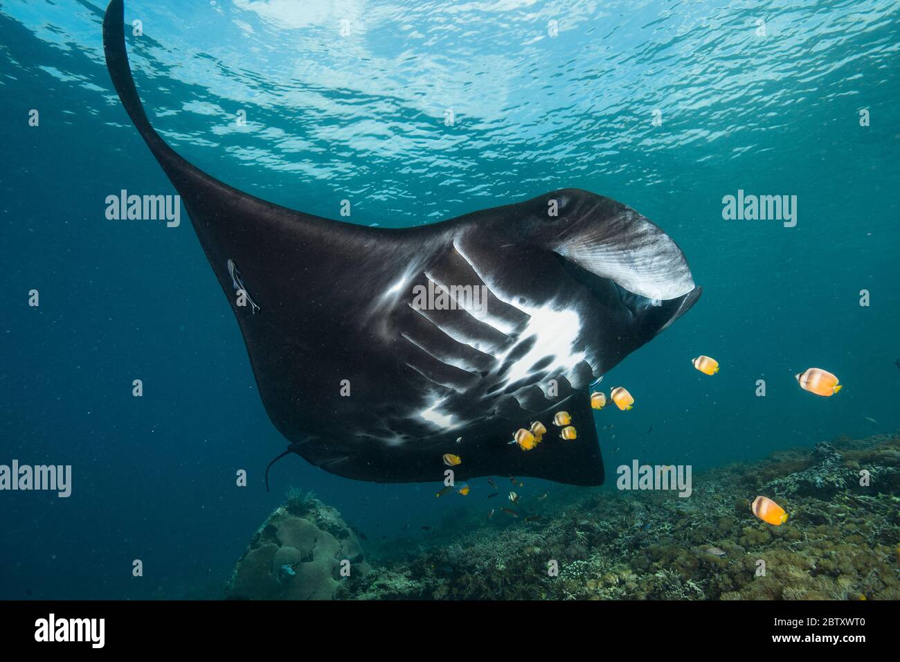 Grande raggio di manta nera che viene pulito da pesci farfalla in una stazione di pulizia, con barriera corallina, acqua blu e superficie sullo sfondo, a Komodo, Indonesia Foto Stock
