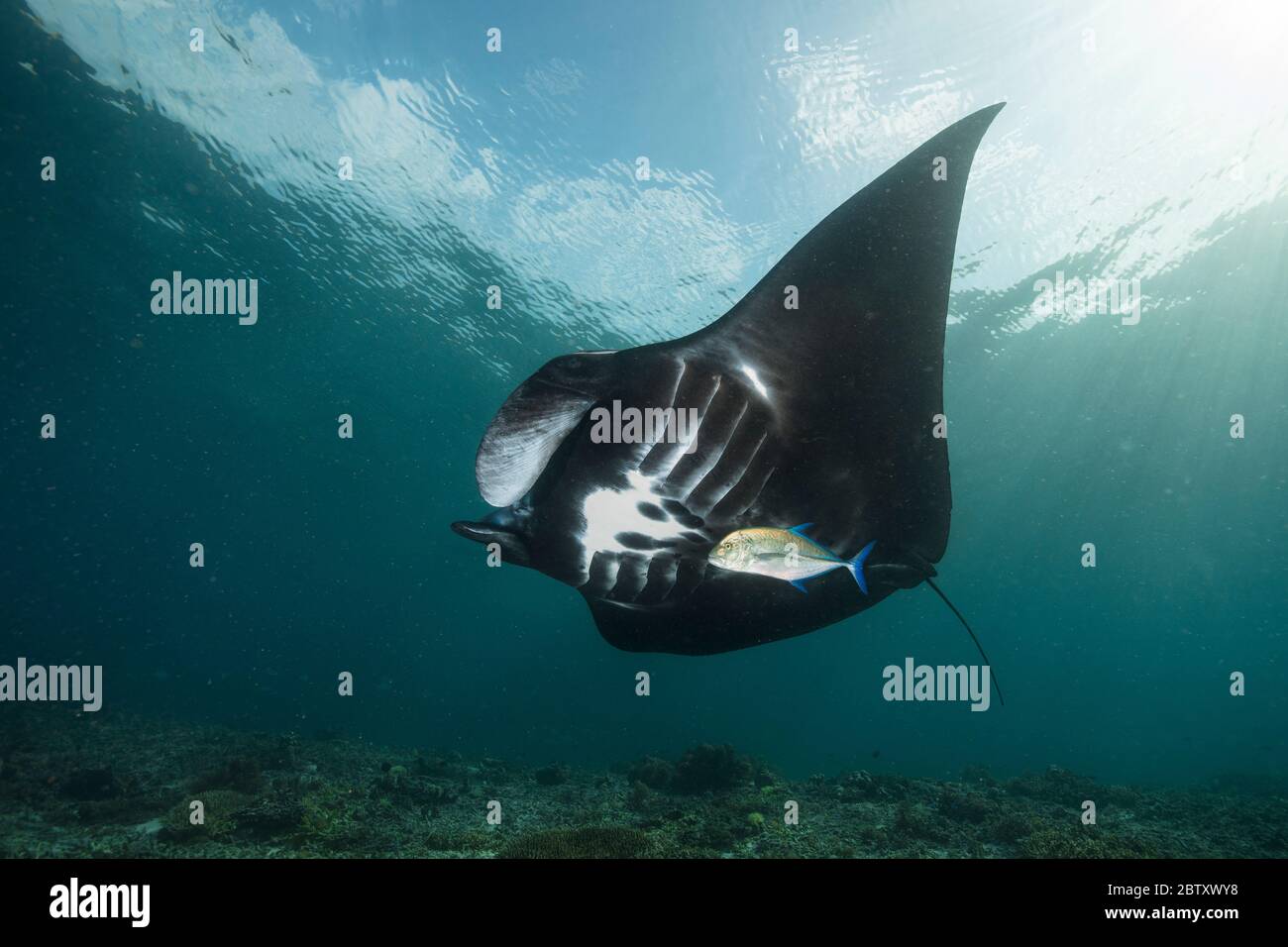 Grande manta nera che nuota sulla barriera corallina. Con una pinna azzurra che si trova sotto la pancia del raggio, a Mawan Island, Komodo NP, Indonesia. Foto Stock