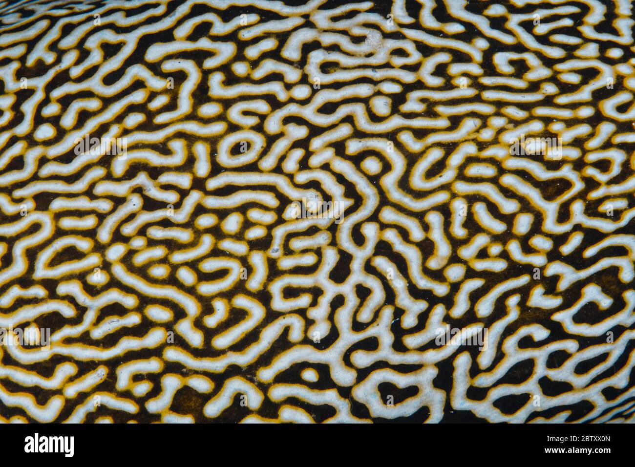 Un primo piano astratto del modello della pelle di un grande pesce pappone MAP, al Parco Nazionale di Komodo, Indonesia. Foto Stock