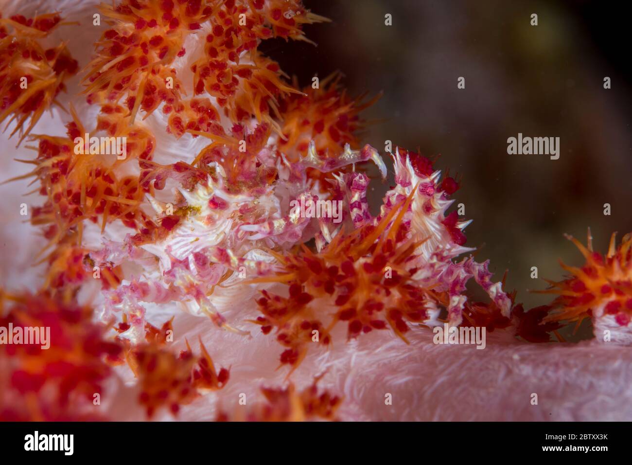 Uno scatto ravvicinato di una colorata coppia di granchi corallini morbidi, mimetizzati tra coralli teneri, al Parco Nazionale di Komodo, Indonesia. Foto Stock
