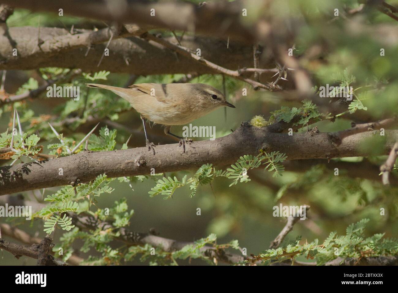 Plain Leaf Warbler (Phylloscopus neglectus) al Desert National Park, Rajasthan, India Foto Stock