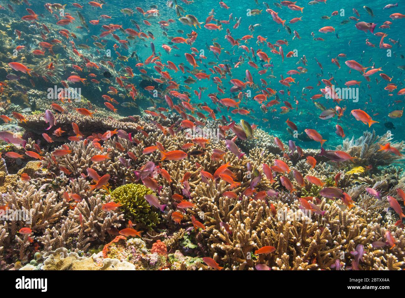 La barriera corallina dura e poco profonda, con centinaia di pesci arancioni e anthias rosa colorati sopra di essa, presso il sito di immersione di Batu Bolong, il Parco Nazionale di Komodo, Indonesia. Foto Stock