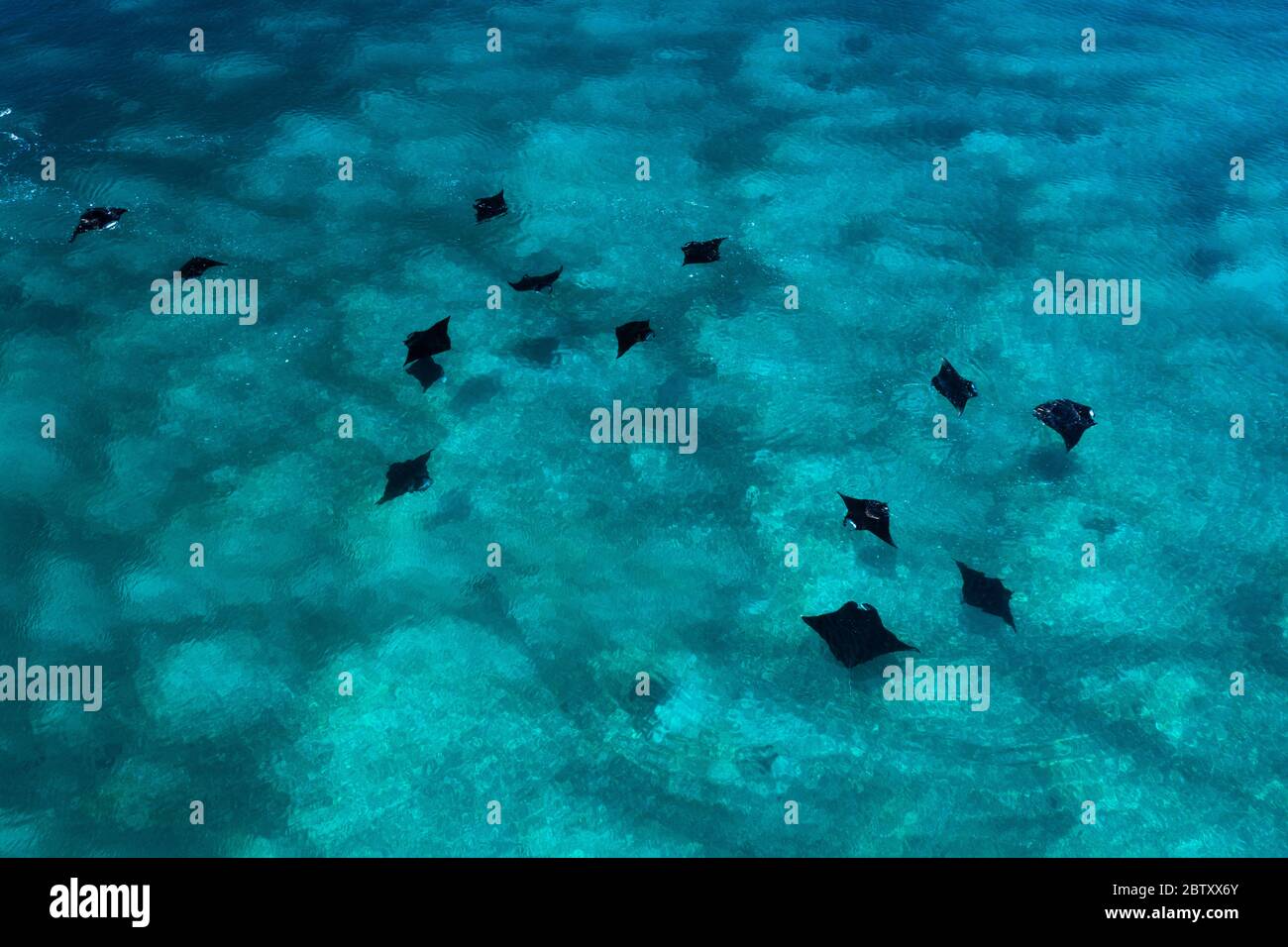 Foto con drone che guarda in basso su 14 mante che nuotano e si nutrono insieme in superficie, con splendide acque blu e barriera corallina alle spalle, al Komodo NP, Indonesia Foto Stock