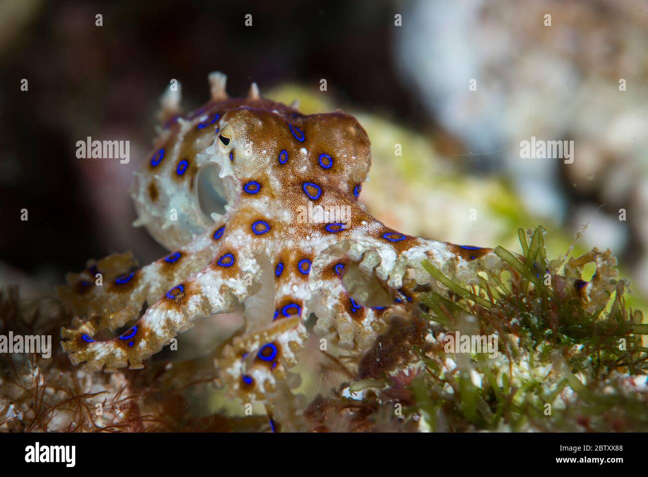 Un polpo dagli anelli blu che strizza sopra una piccola roccia verso la macchina fotografica, al Parco Nazionale di Komodo, Indonesia. Foto Stock