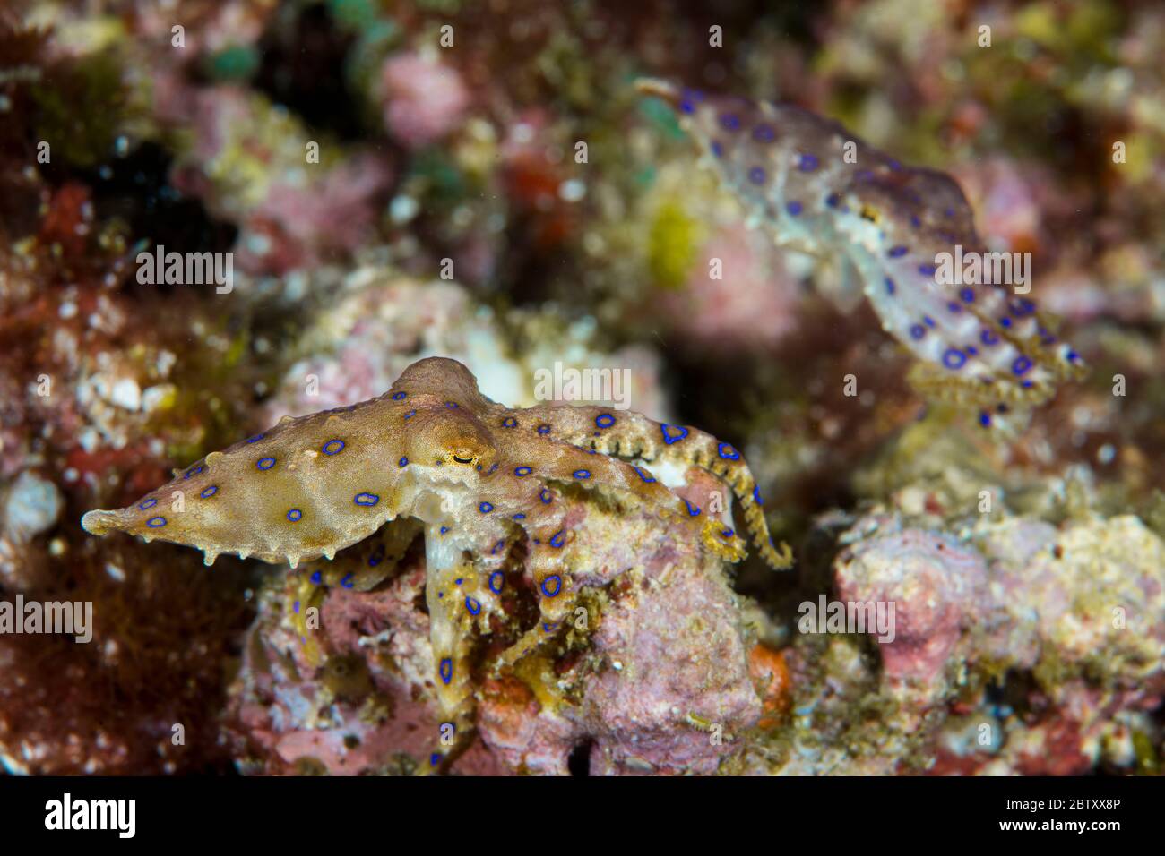 Un paio di polpo dagli anelli blu al Parco Nazionale di Komodo, Indonesia. Uno riposa su una piccola roccia e l'altro nuota dietro di essa. Foto Stock