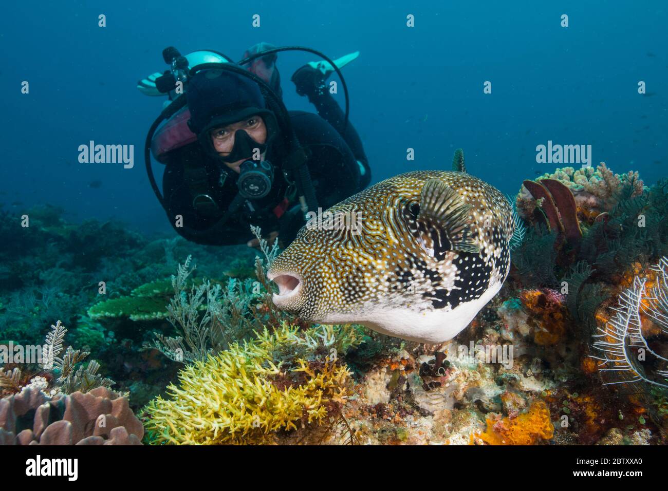 Un subacqueo che guarda una grande mappa dei pesci pufferfish a Mawan Island, Parco Nazionale di Komodo, Indonesia. Foto Stock