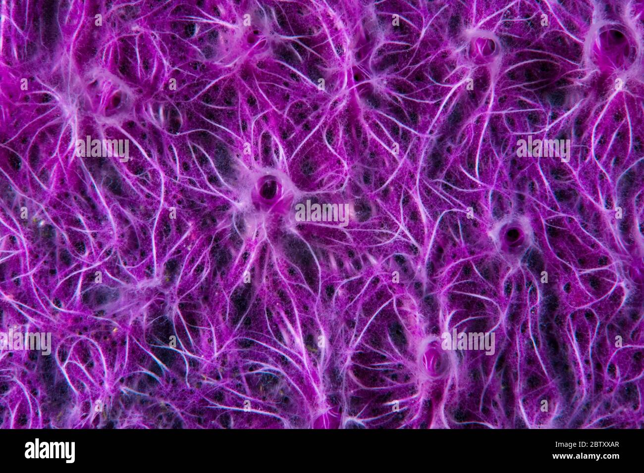 Primo piano, dettaglio astratto del disegno superficiale di una spugna viola incrostante su una barriera corallina nel Parco Nazionale di Komodo, Indonesia. Foto Stock