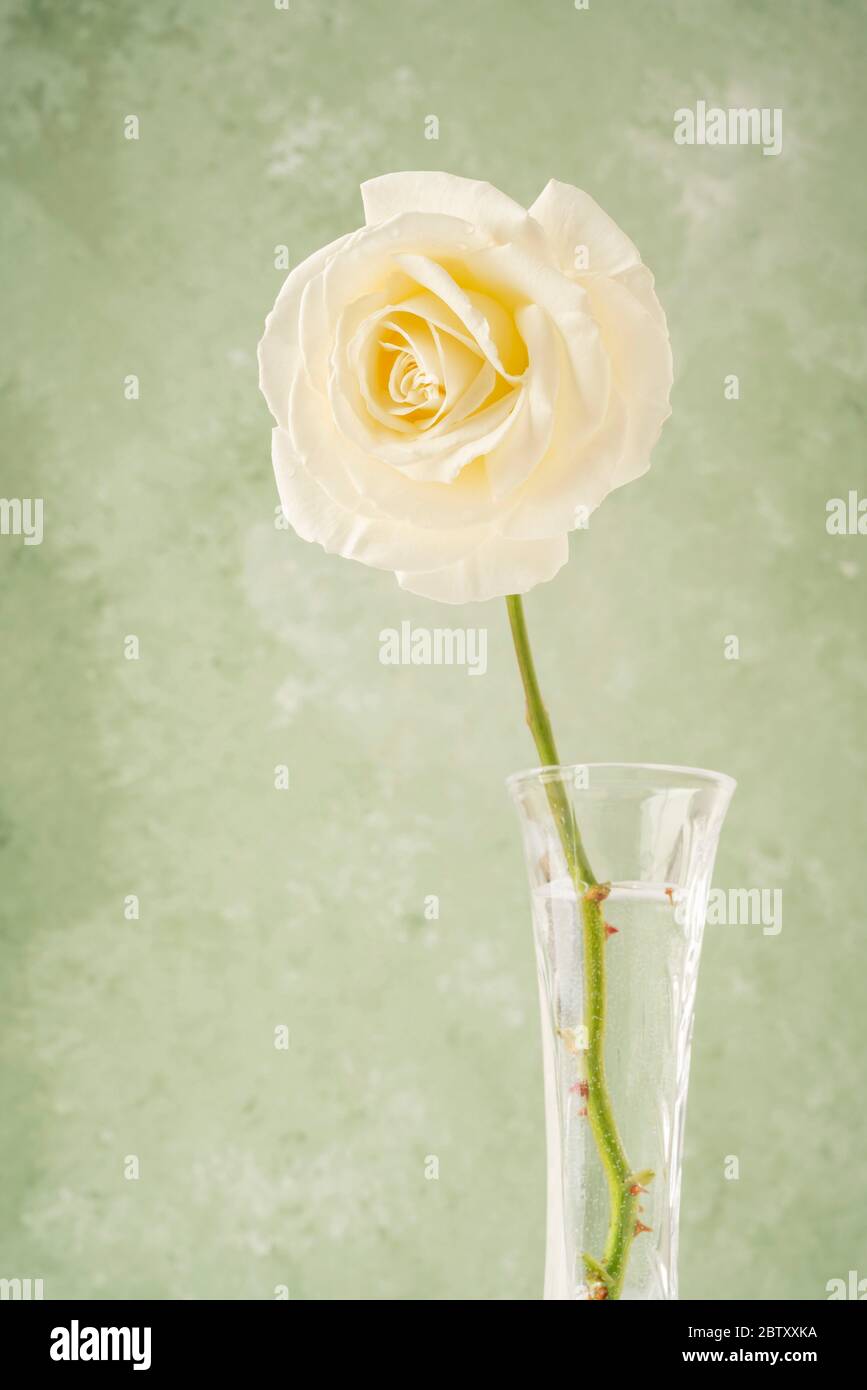 Una rosa gialla in un vaso su sfondo verde morbido con spazio per la copia Foto Stock