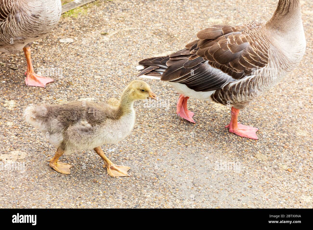 Iffley Lock anatre e oche sul percorso di traino, Iffley, Oxford, Oxfordshire, Regno Unito. Foto Stock