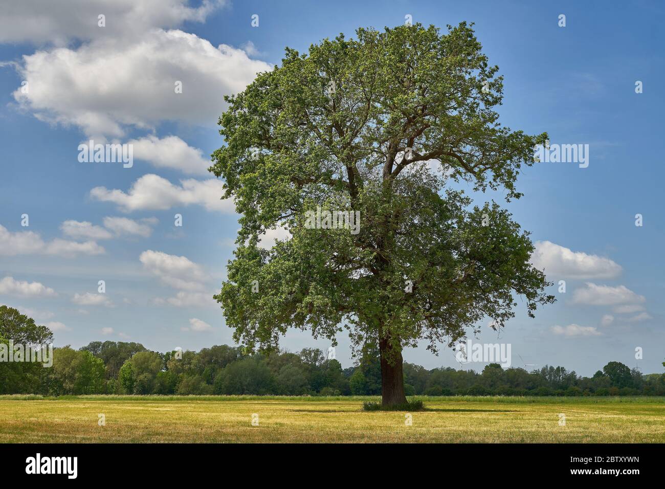 Un grande singolo albero di quercia in un prato Foto Stock