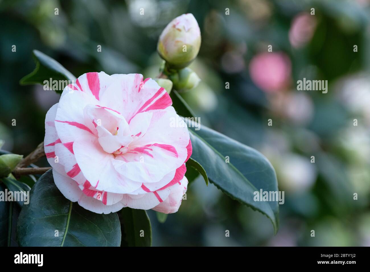 Camellia japonica Angela Cocchi fiore bianco con occasionali strisce rosse Foto Stock