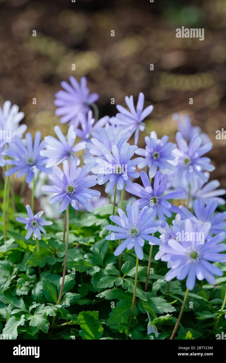 Anemone blanda 'Blue Star' fiore invernale 'Blue Star'. Anemone balcanico, fiore a vento greco o fiore a vento invernale Foto Stock