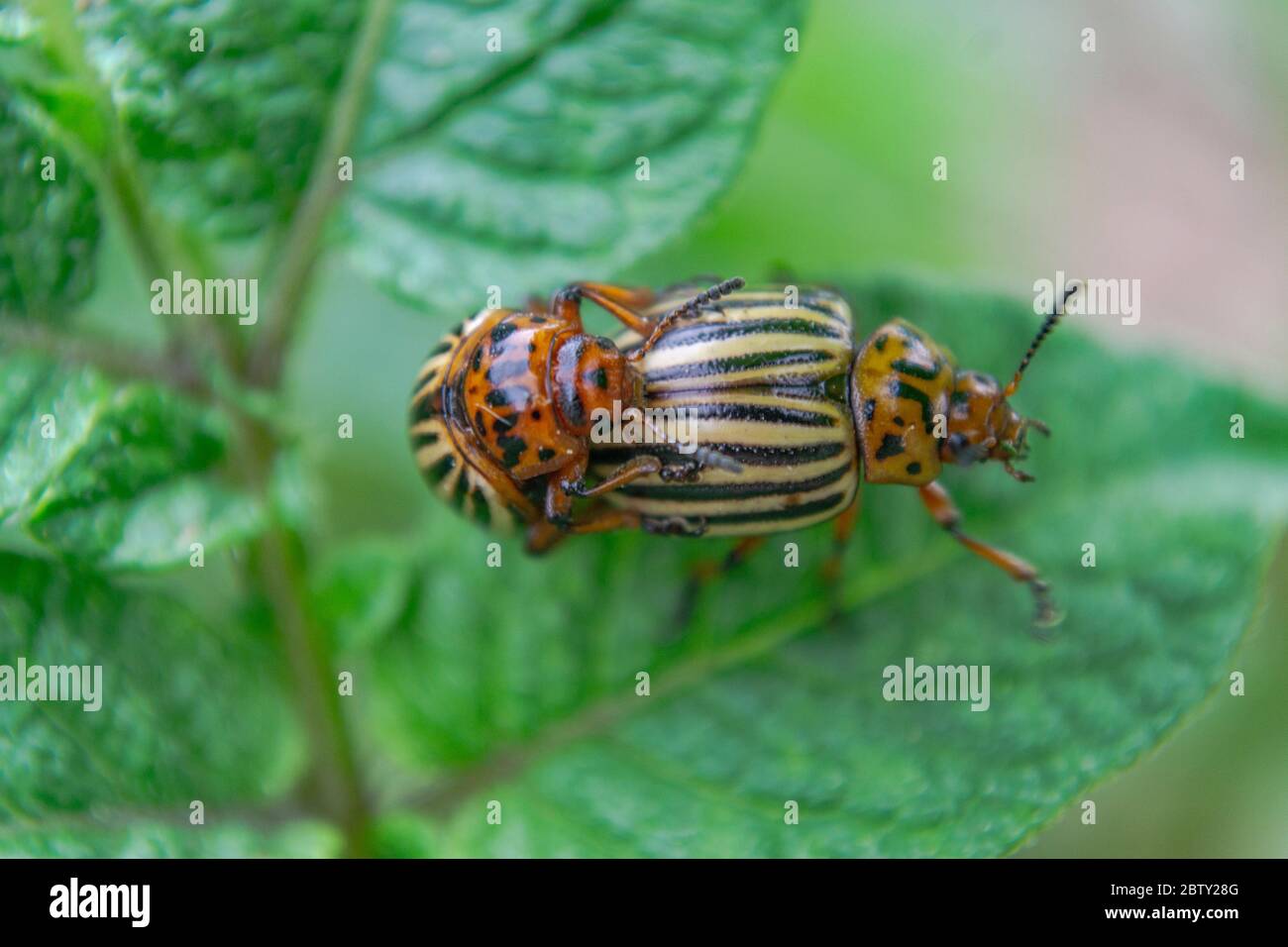 Colorado potato beetles accoppiamento, Leptinotarsa decemlinata, primo piano Foto Stock