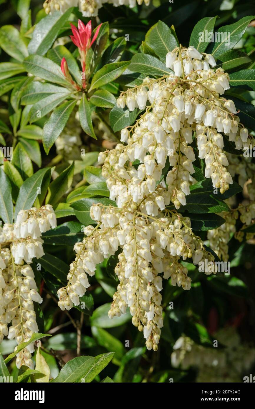 Fiori bianchi/crema di pieris floribunda 'Forest Flame' all'inizio della primavera Foto Stock