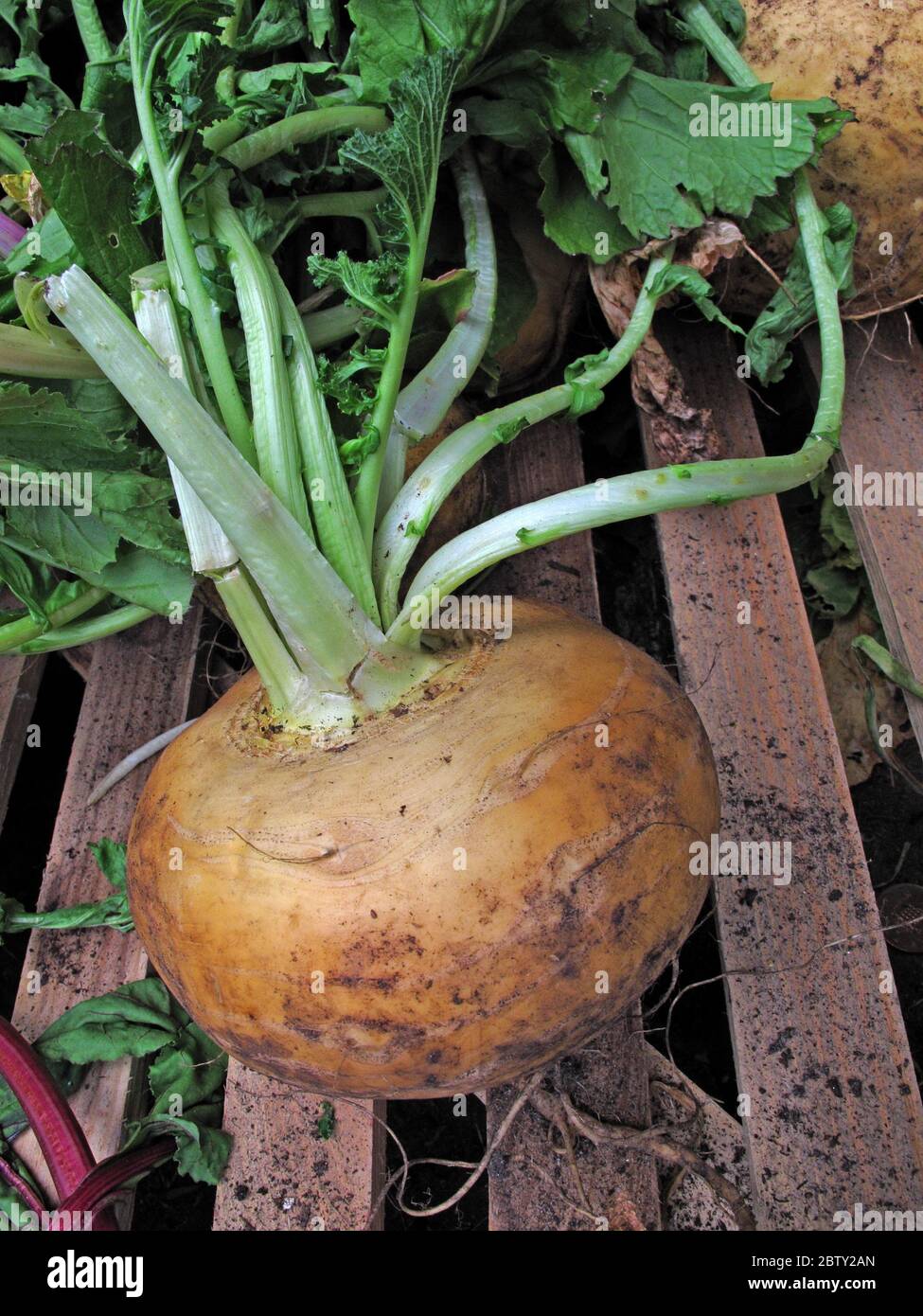 Pianta di Turnip biologica, con fango, vegano o verdure vegetariane - Giardinaggio per Brexit Foto Stock