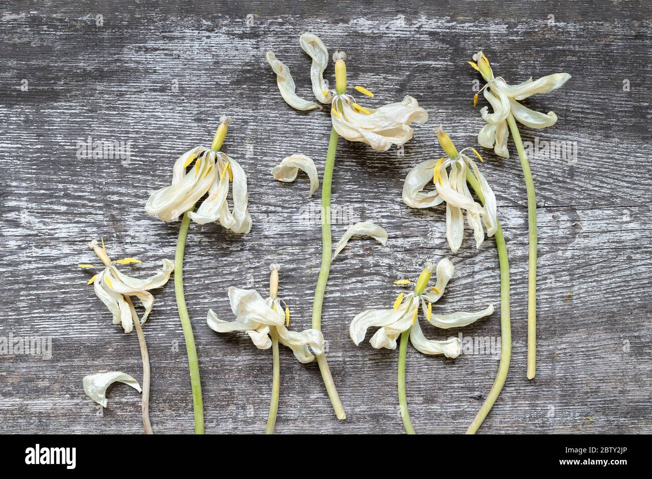 Un sacco di tulipani bianchi appassiti a secco sorprendente sulla vecchia superficie di banco di legno graffiato logoro. Vista dall'alto, primo piano Foto Stock