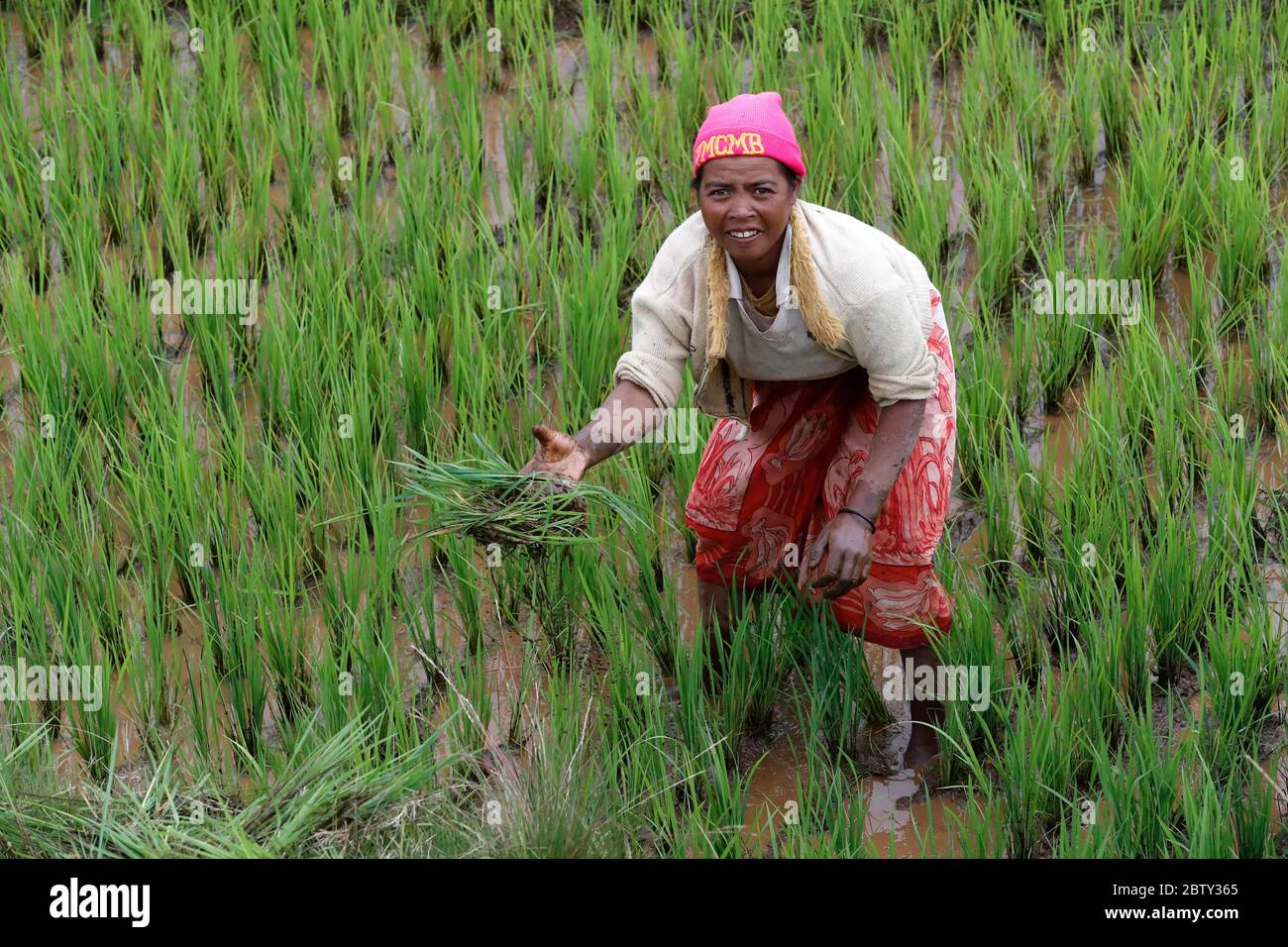 Agricoltore al lavoro nel risaie campo, Madagascar, Africa Foto Stock