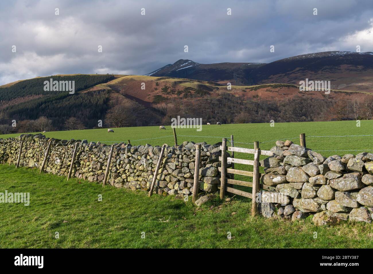 Muraglia a secco e pecore da pascolo, Lake District National Park, patrimonio dell'umanità dell'UNESCO, Cumbria, Inghilterra, Regno Unito, Europa Foto Stock