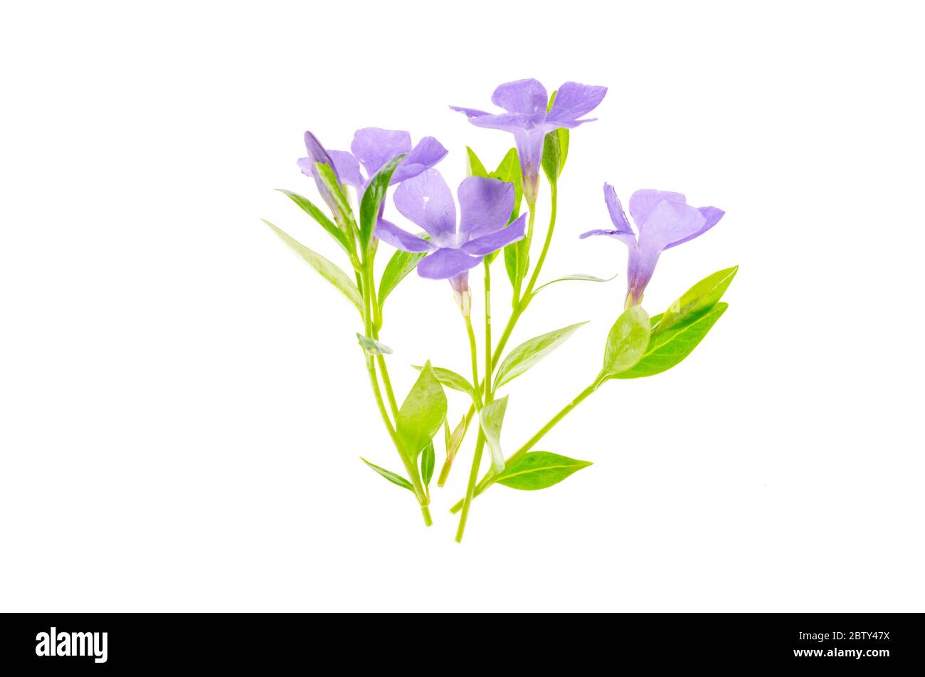 Piccoli fiori lilla pastello isolati su sfondo bianco. Studio foto Foto Stock