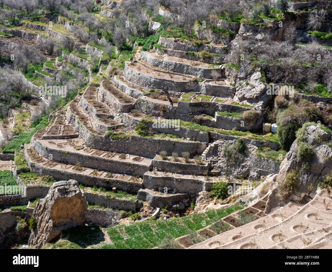 I giardini terrazzati fiancheggiano le scogliere vicino ai villaggi tradizionali dell'altopiano di Sayq, Sultanato di Oman, Medio Oriente Foto Stock