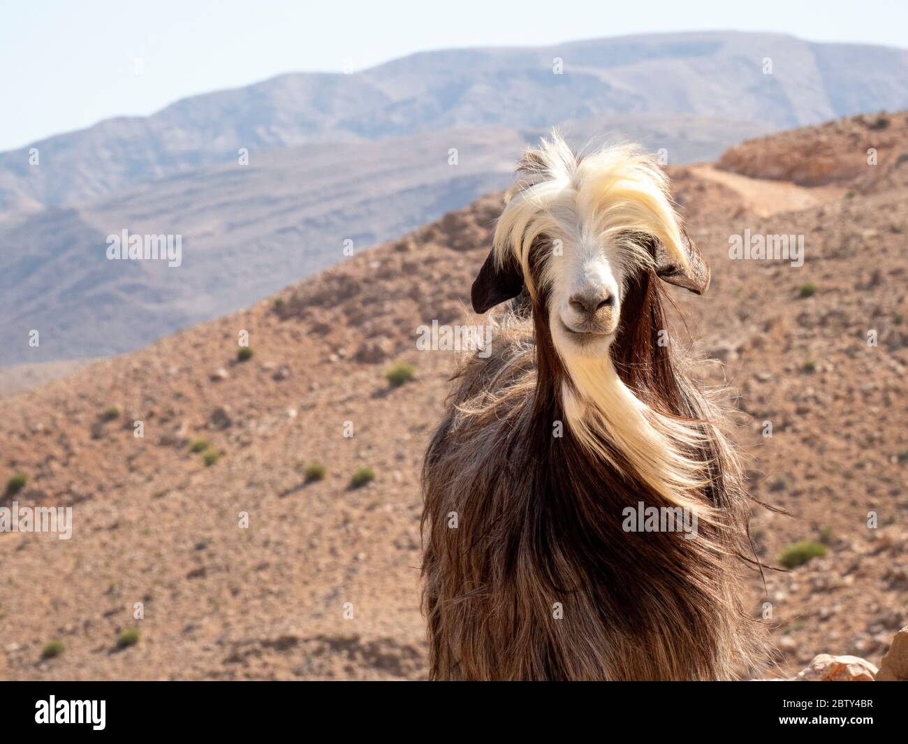 Capra sui lati della montagna delle pinne di Wadi, Sultanato di Oman, Medio Oriente Foto Stock