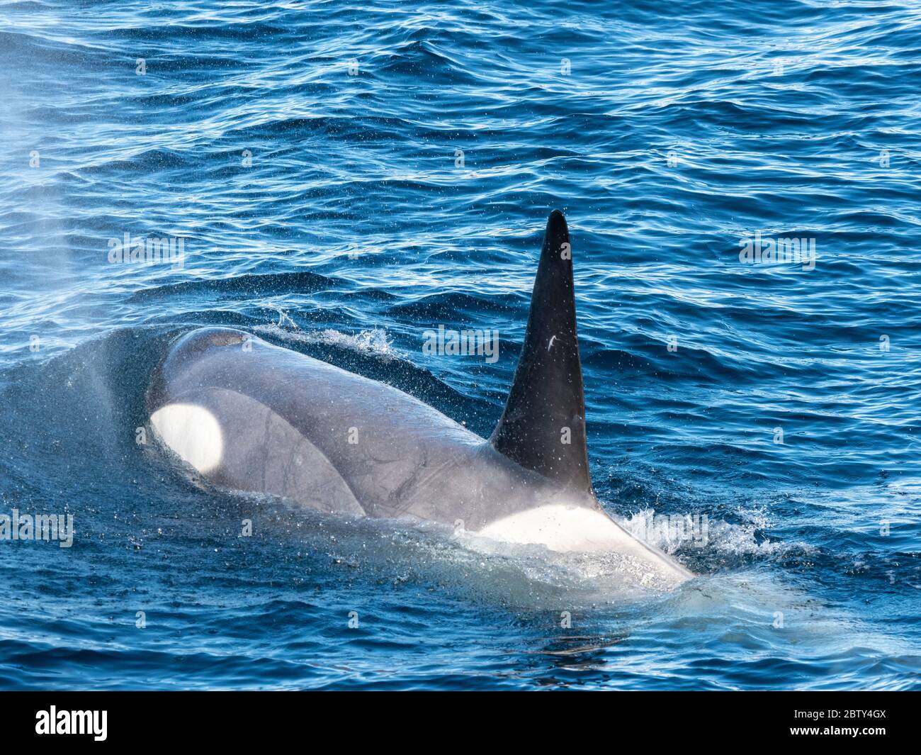 Tipo piccole balene killer B (Orcinus orca), che si affacciano nello stretto di Gerlache, Antartide, regioni polari Foto Stock