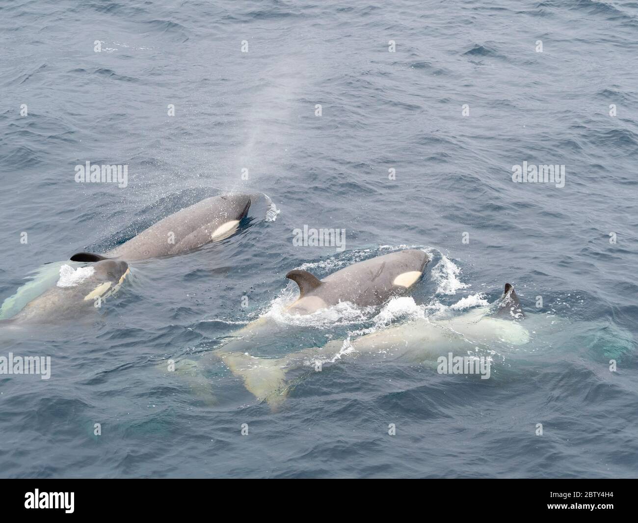 Tipo piccole balene killer B (Orcinus orca), che si affacciano nello stretto di Gerlache, Antartide, regioni polari Foto Stock