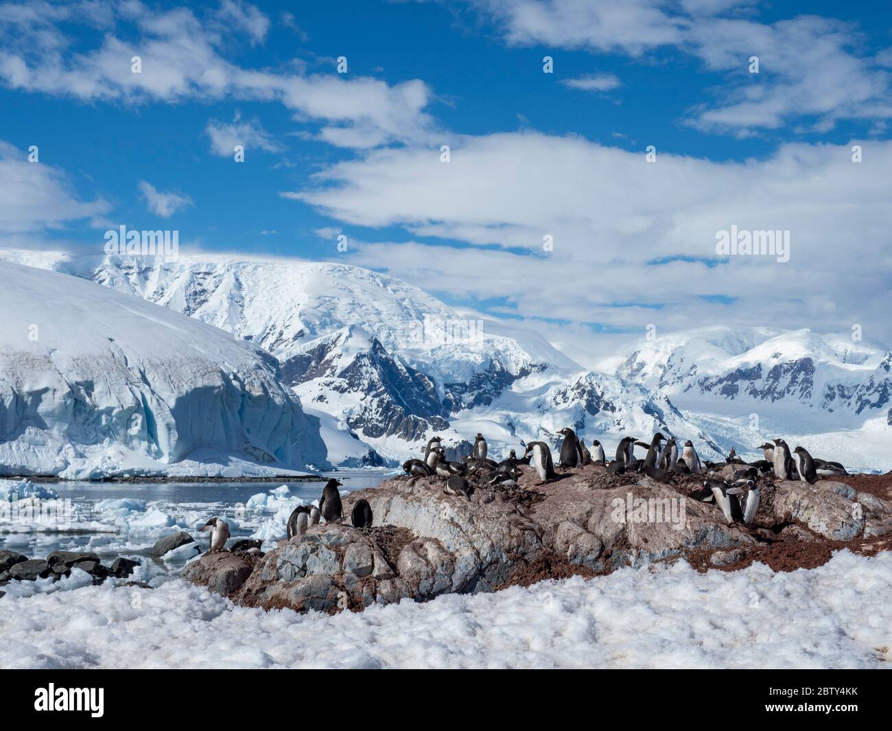 Pinguino Gentoo (Pigoscelis papua), colonia di riproduzione presso la Stazione di Ricerca Cilena di Gonzalez Videla, Antartide, regioni polari Foto Stock