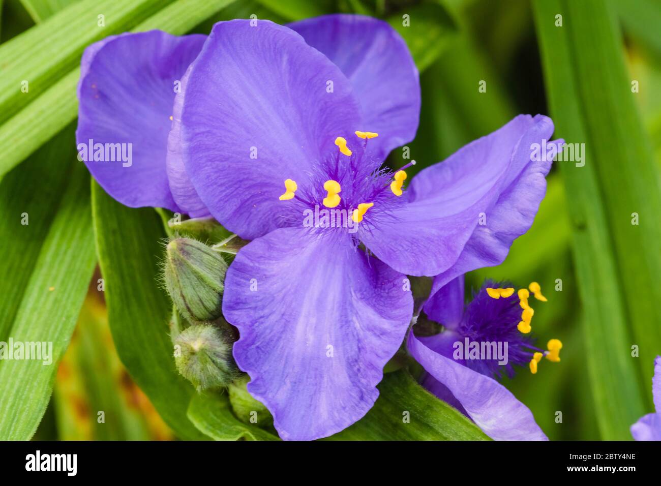 Un primo piano di un fiore viola Spiderwort e foglie in giardino Foto Stock