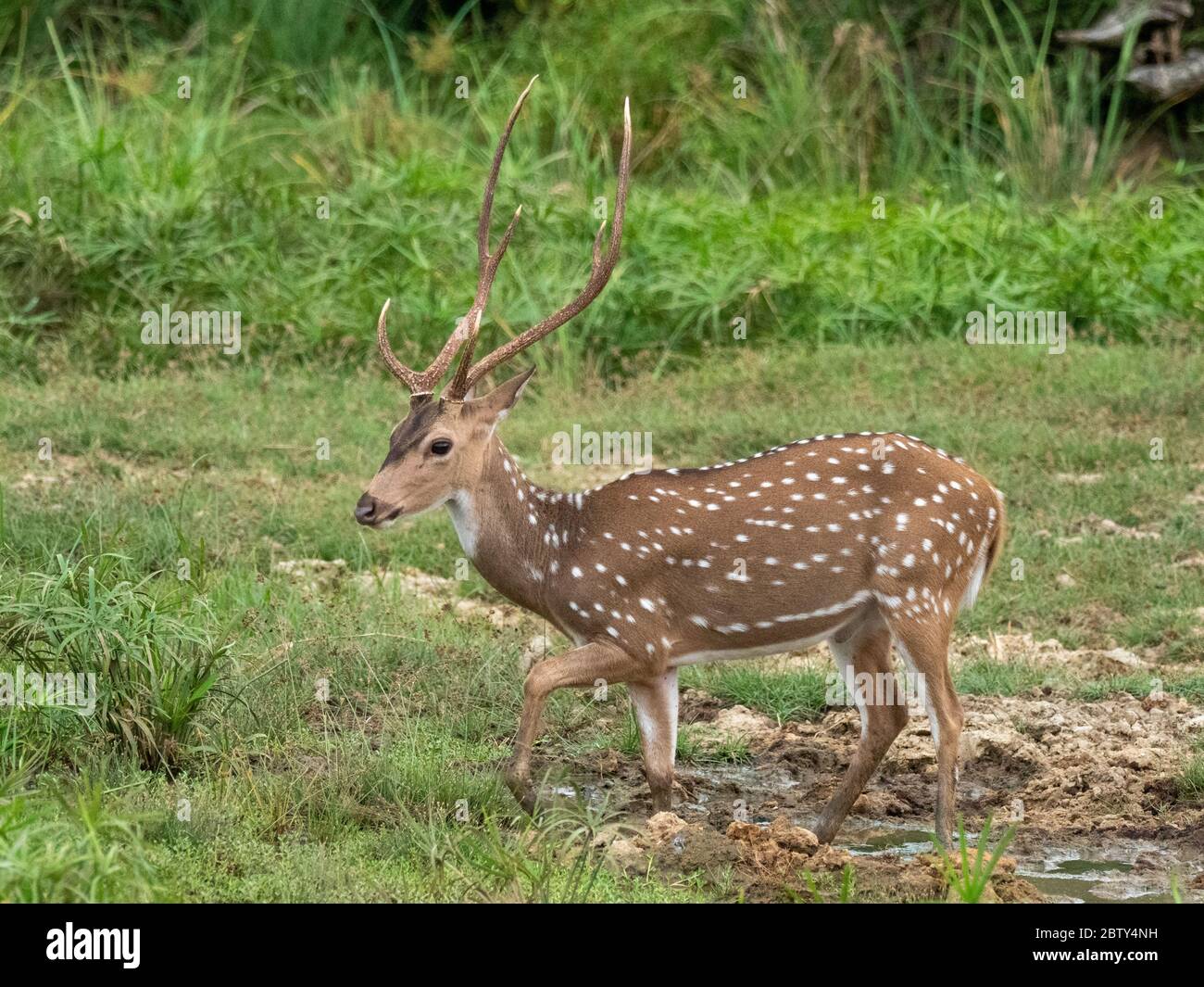 Un cervo dell'asse dello Sri Lanka (asse asse ceylonensis), Parco Nazionale di Wilpattu, Sri Lanka, Asia Foto Stock