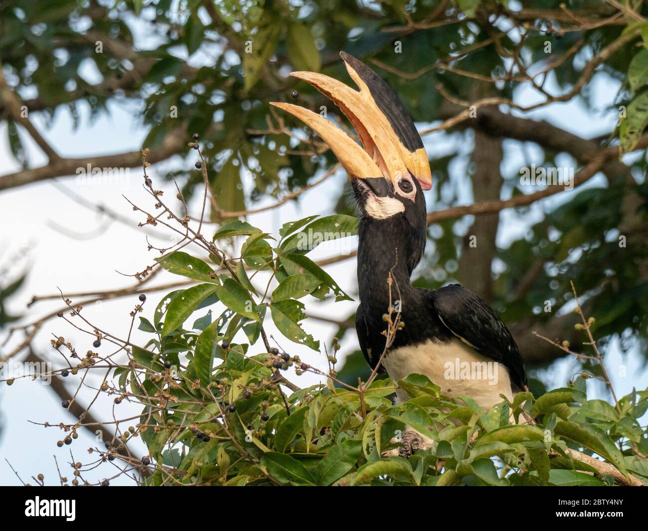 Un adulto malabarese fior di fior di fior di fior di fior di arro (Anthracoceros coronatus), nutrendo sulle bacche, Parco Nazionale di Udawalawe, Sri Lanka, Asia Foto Stock