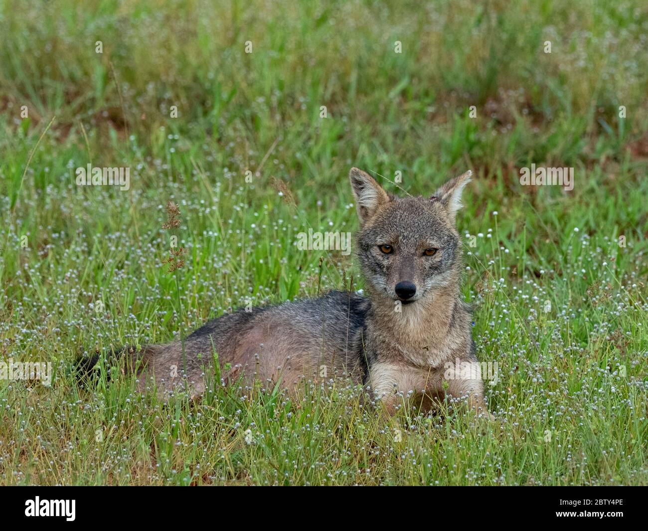 Un jackal Sri Lanka adulto (Canis aureus naria), Parco Nazionale Wilpattu, Sri Lanka, Asia Foto Stock